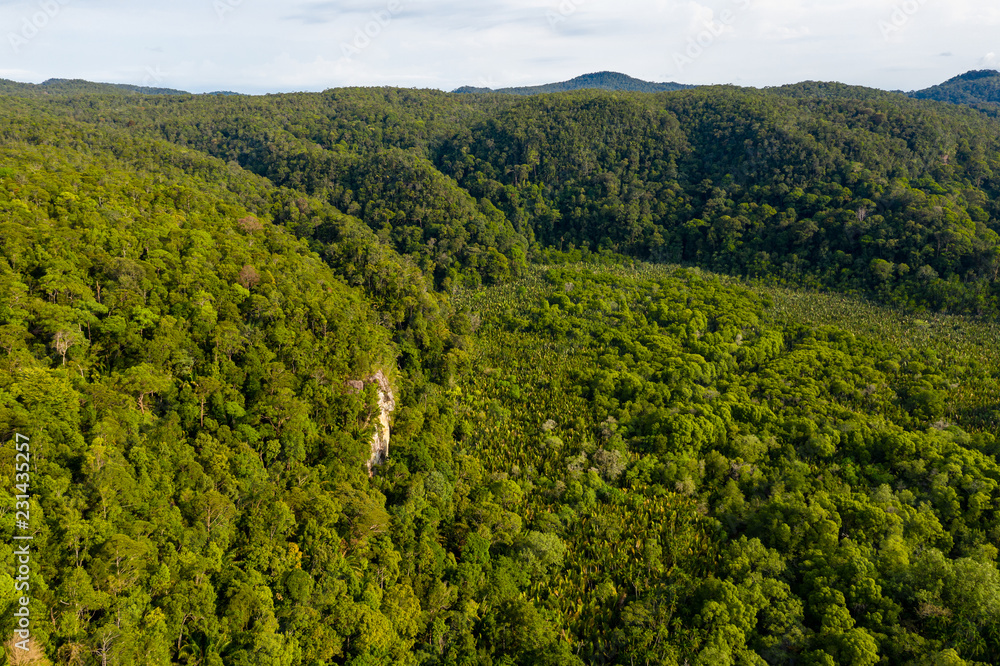 Aerial drone view of dense mangrove forest surrounded by lush tropical rainforest