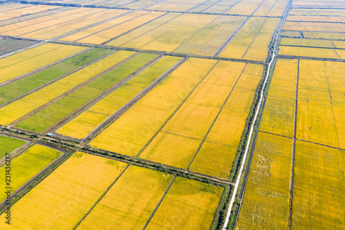 aerial view of autumn rice field © chungking