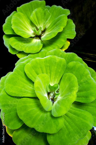 Close up of water lettuce fresh and green leaf © Satakorn