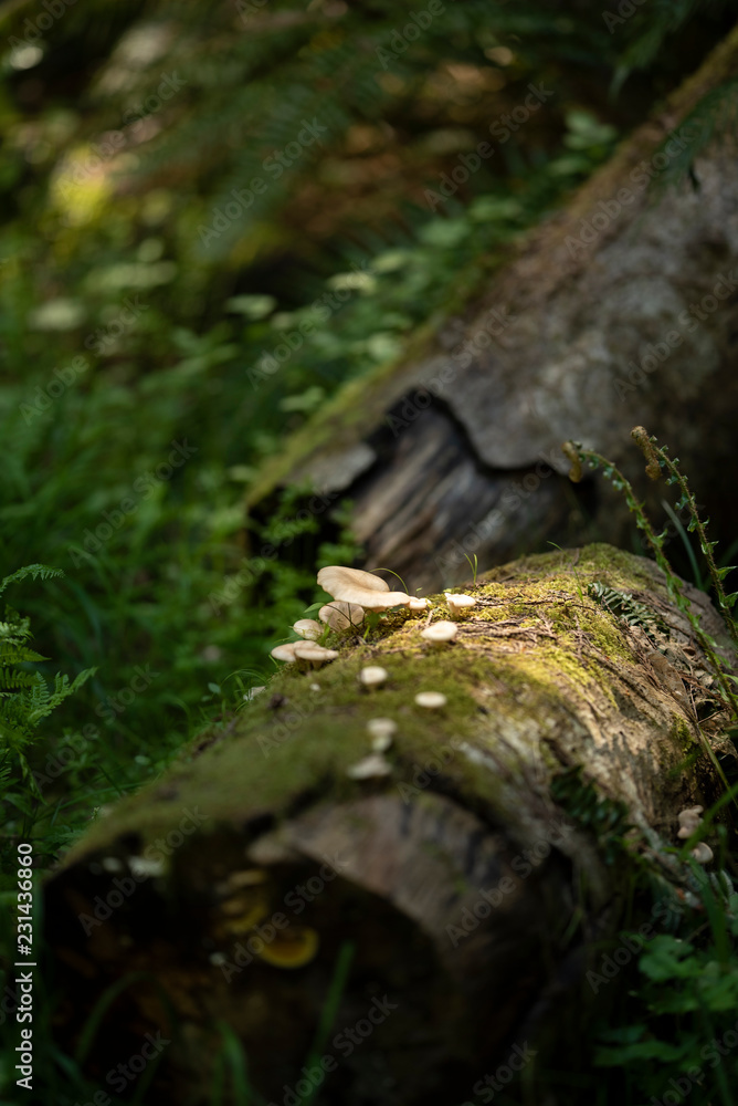 moss and mushrooms on tree