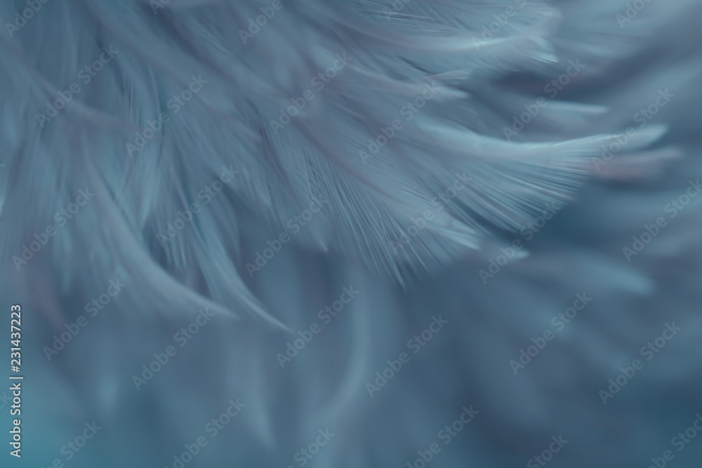 Obraz premium Blur Bird chickens feather texture for background, Fantasy, Abstract, soft color of art design.