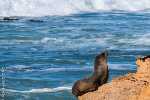 Sea Lions, Seal Colony, Coastline, South Island, New Zealand.