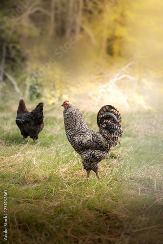 rooster and chicken on farm free gange