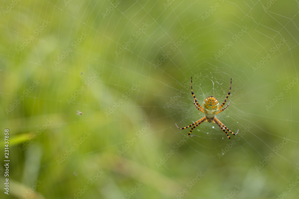 yellow spider in the web at nature yellow spider in the web at nature