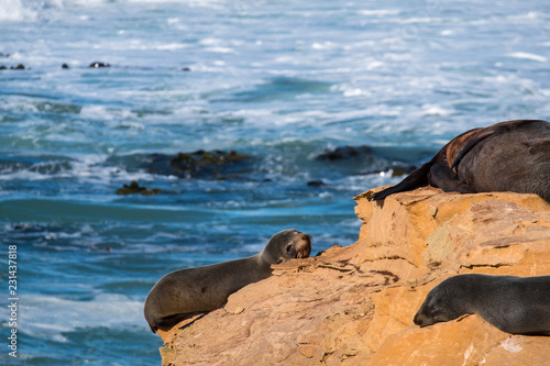 Sea Lions, Seal Colony, Coastline, South Island, New Zealand.