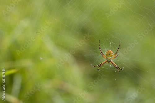 yellow spider in the web at nature