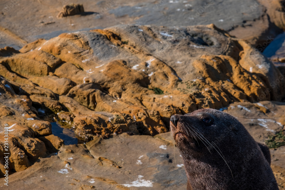 Naklejka premium Sea Lions, Seal Colony, Coastline, South Island, New Zealand.
