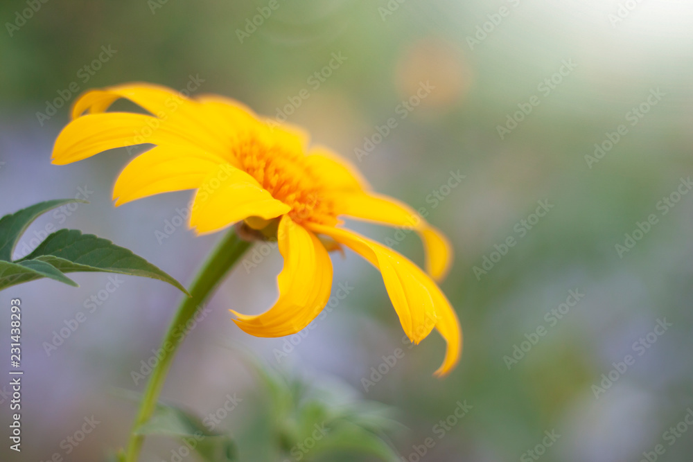 Beautiful yellow light of single Mexican sunflower.