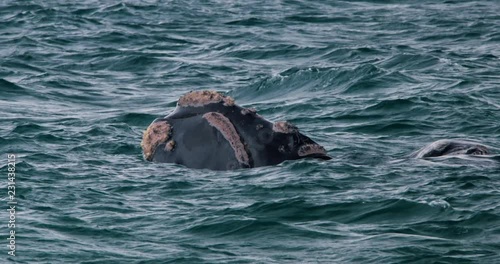 Whale poking its head out of the southern ocean at Portland, Australia. photo