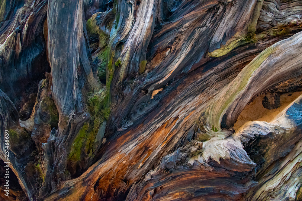 Tree roots that look like an abstract painting. Tree roots that look like an abstract painting.
