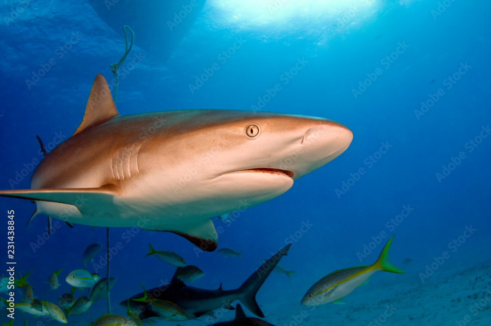 Naklejka premium Caribbean Reef Shark
