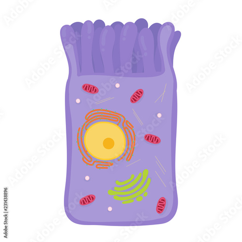 intestinal cell