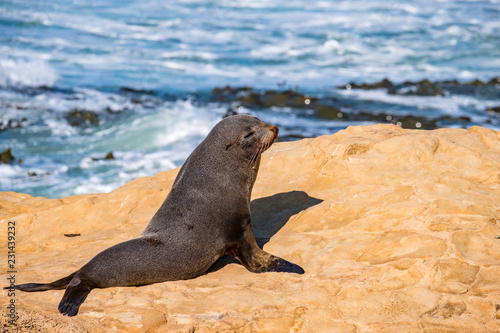 Sea Lions, Seal Colony, Coastline, South Island, New Zealand.