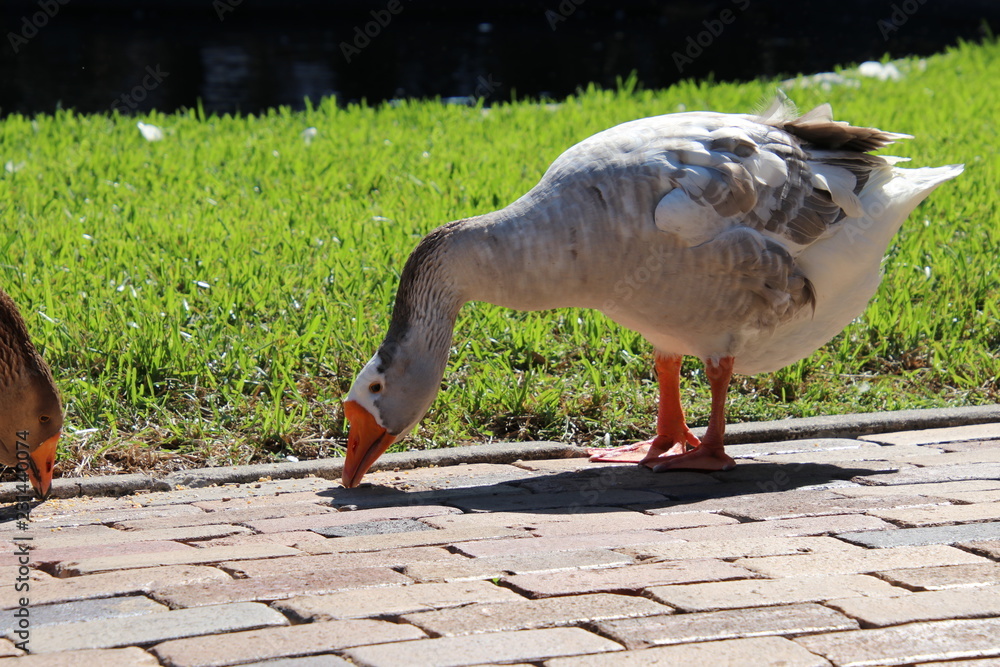 Fototapeta premium Goose in park.