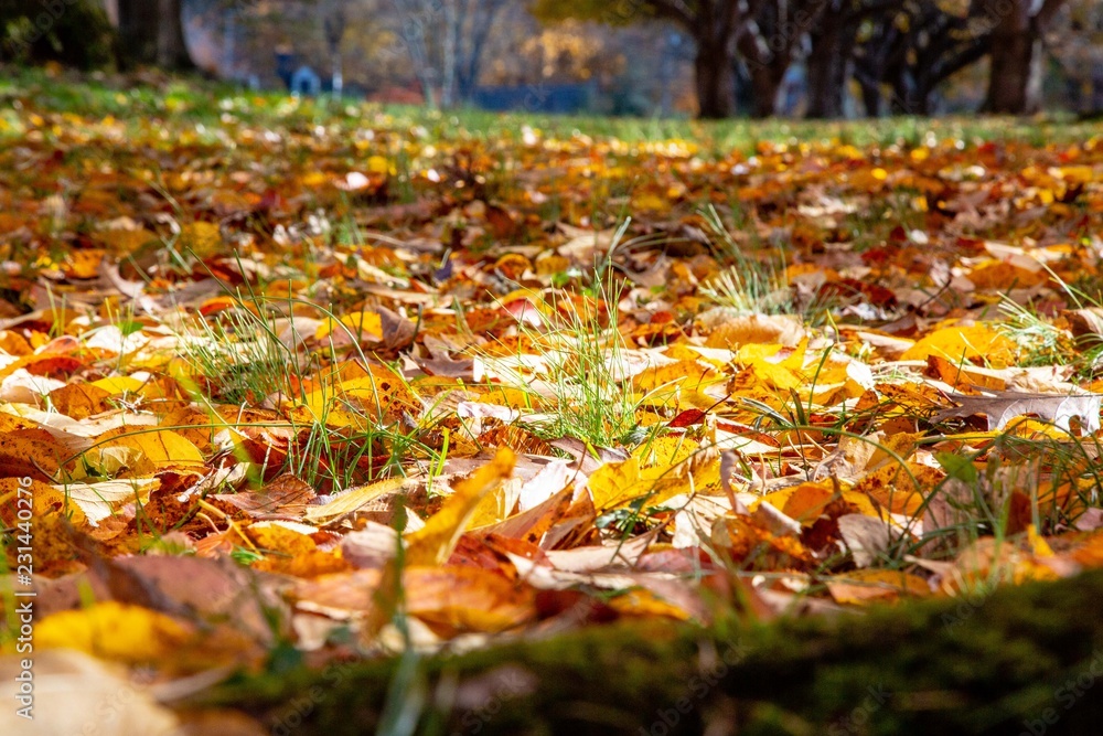 Autumn Leaves Forest in the season of Fall Autumn Leaves Forest in the season of Fall