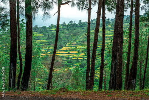 Pine Tree Forest in Bach Kande, Lamgarha, Almora, Uttarakhand 
