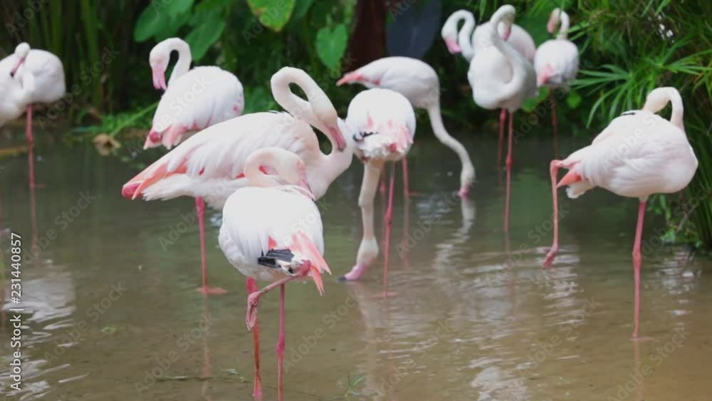Pink and white flamingo cleaning feathers in garden and nature background. Pink and white flamingo cleaning feathers in garden and nature background.