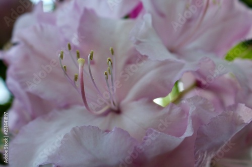 Flower Macro Closeup