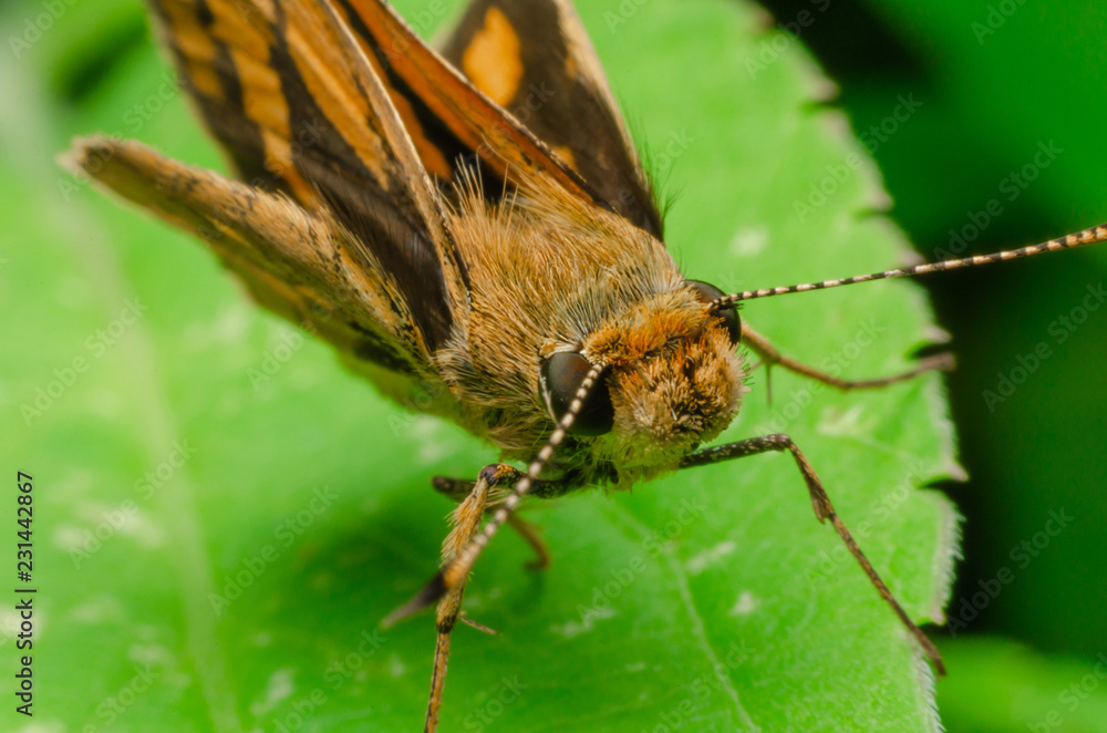 Obraz premium Hesperiidae on green leaf at outdoor garden