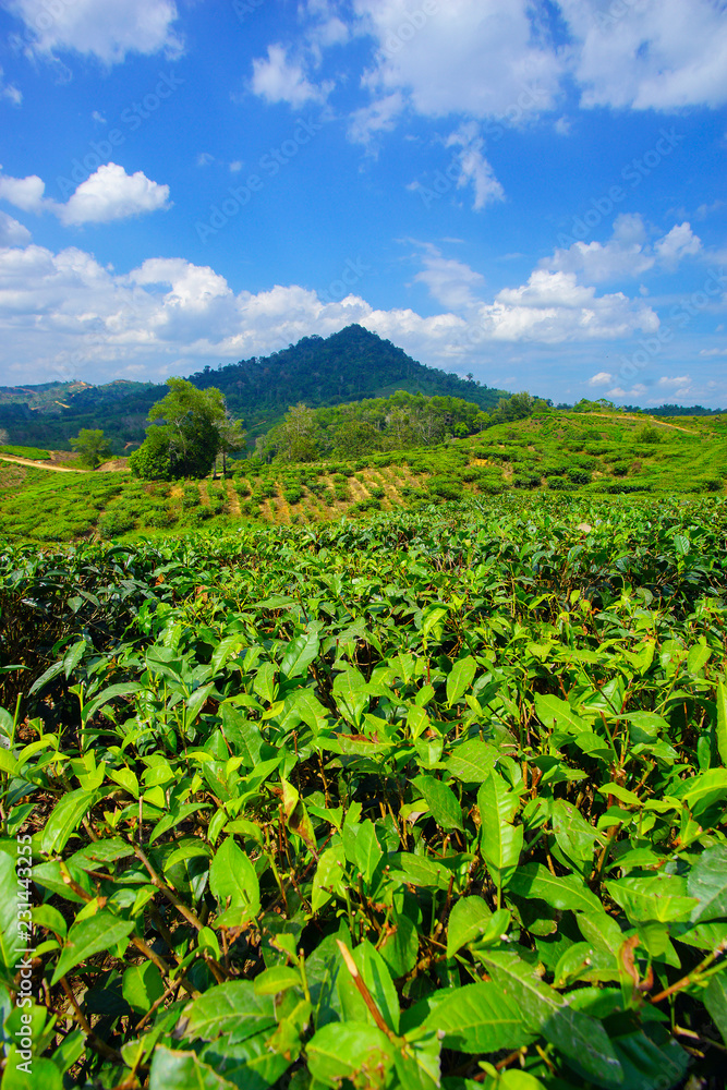 View of tea plantation at Kundasang, Sabah.