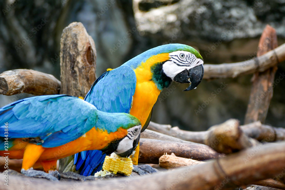 Blue and Yellow Gold Macaw Parrot Beautiful Birds in Zoo