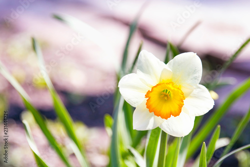 Fototapeta Naklejka Na Ścianę i Meble -  A lone Narcissus flower on a blurred summer background 