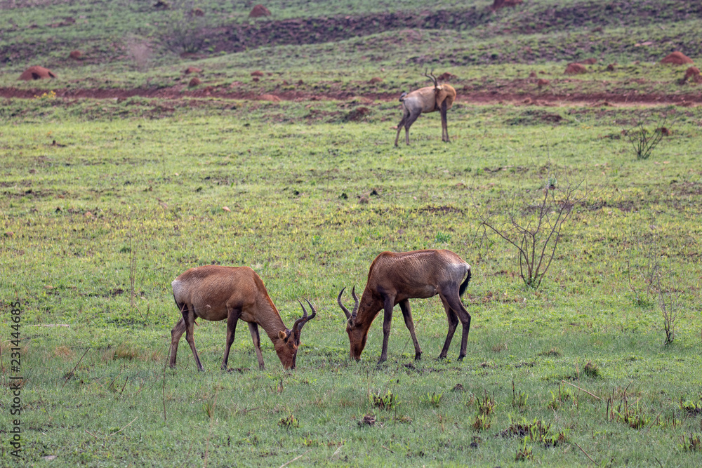 The red hartebeest (Alcelaphus buselaphus caama or A. caama) grazing on new green grass The red hartebeest (Alcelaphus buselaphus caama or A. caama) grazing on new green grass