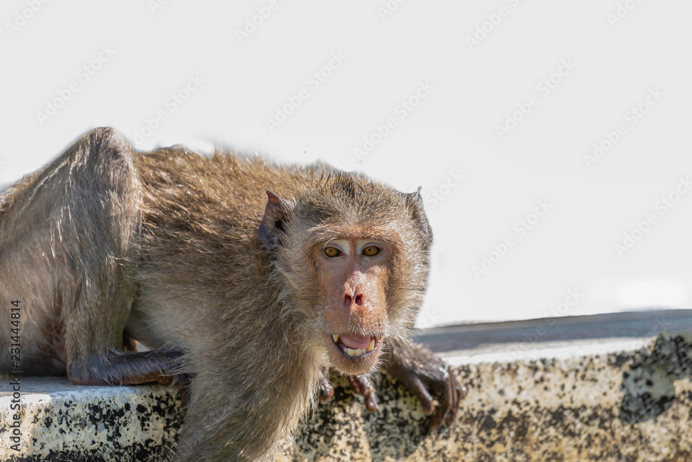 Obraz premium Monkey, animal