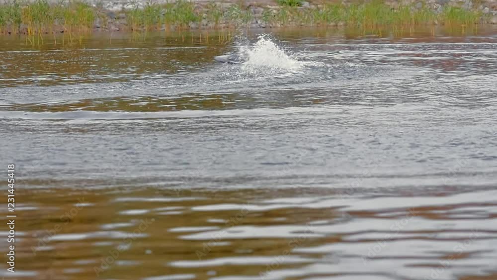 Remote control speedboat action on the lake Remote control speedboat action on the lake