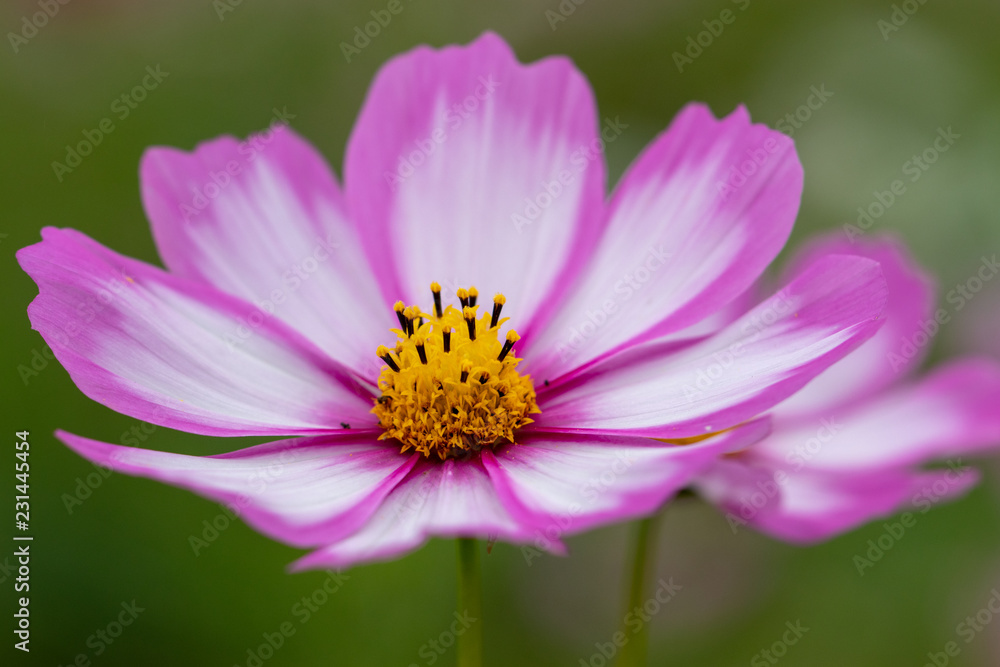 Cosmos Flower / Furusato Plaza in Sakura City, Chiba Prefecture, Japan Cosmos Flower / Furusato Plaza in Sakura City, Chiba Prefecture, Japan