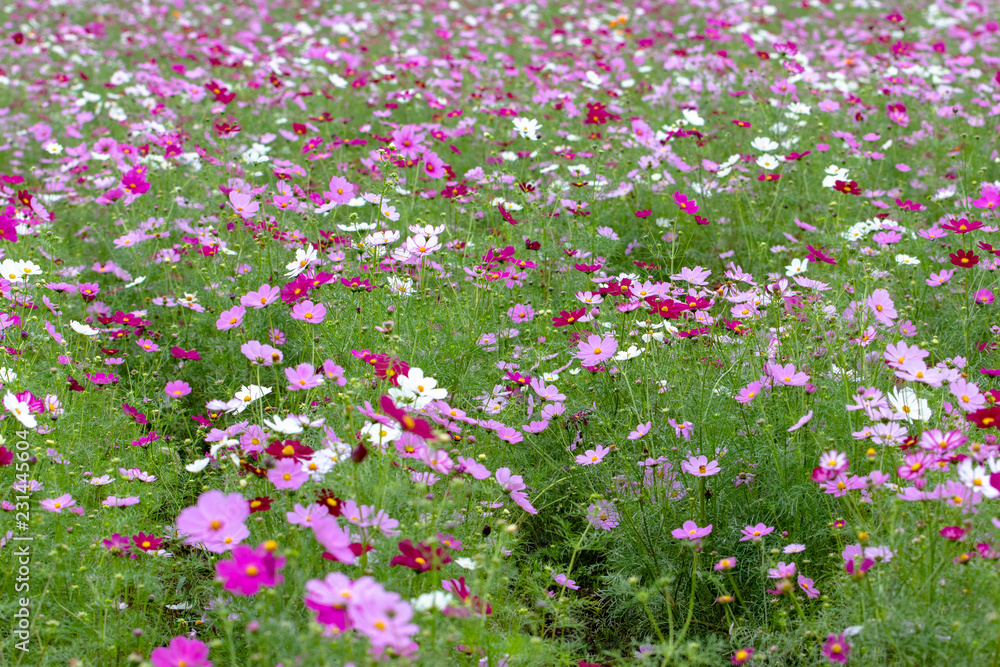 Cosmos Flower / Furusato Plaza in Sakura City, Chiba Prefecture, Japan
