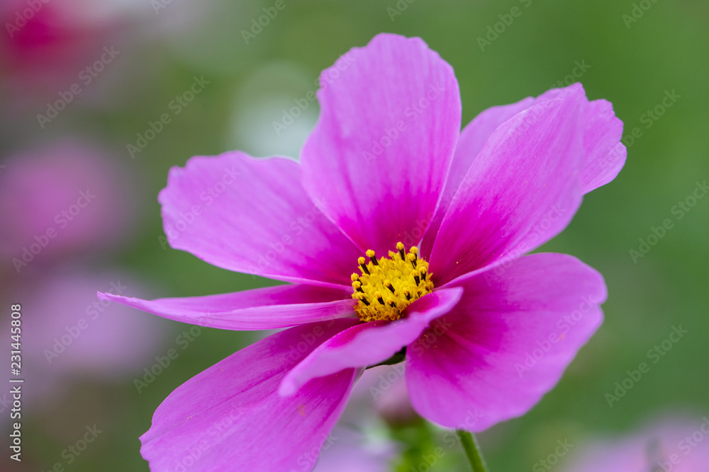 Cosmos Flower / Furusato Plaza in Sakura City, Chiba Prefecture, Japan Cosmos Flower / Furusato Plaza in Sakura City, Chiba Prefecture, Japan