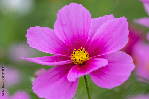 Cosmos Flower   Furusato Plaza in Sakura City  Chiba Prefecture  Japan