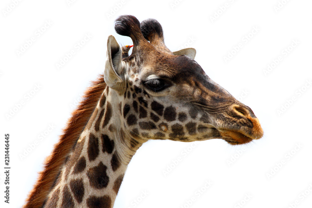 Giraffe Head and Bird Friend - Isolated Giraffe Head and Bird Friend - Isolated