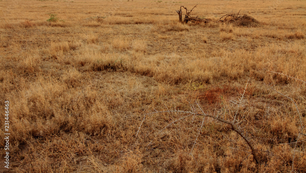 Fototapeta premium Golden African Plains & Young Tree
