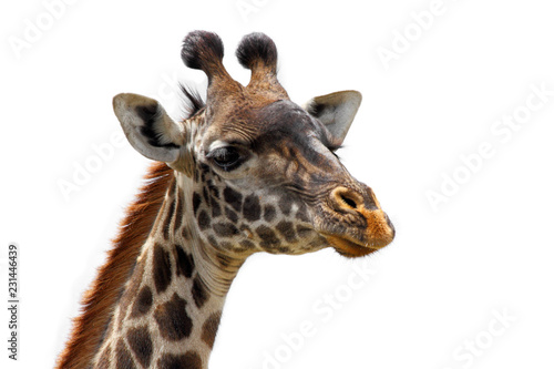 Fototapeta Naklejka Na Ścianę i Meble -  Giraffe Head Isolated