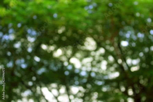 Green tree bokeh abstract light background