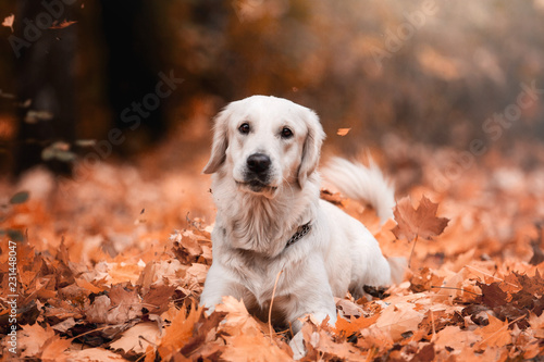 Beautiful golden retriever in the autumn forest