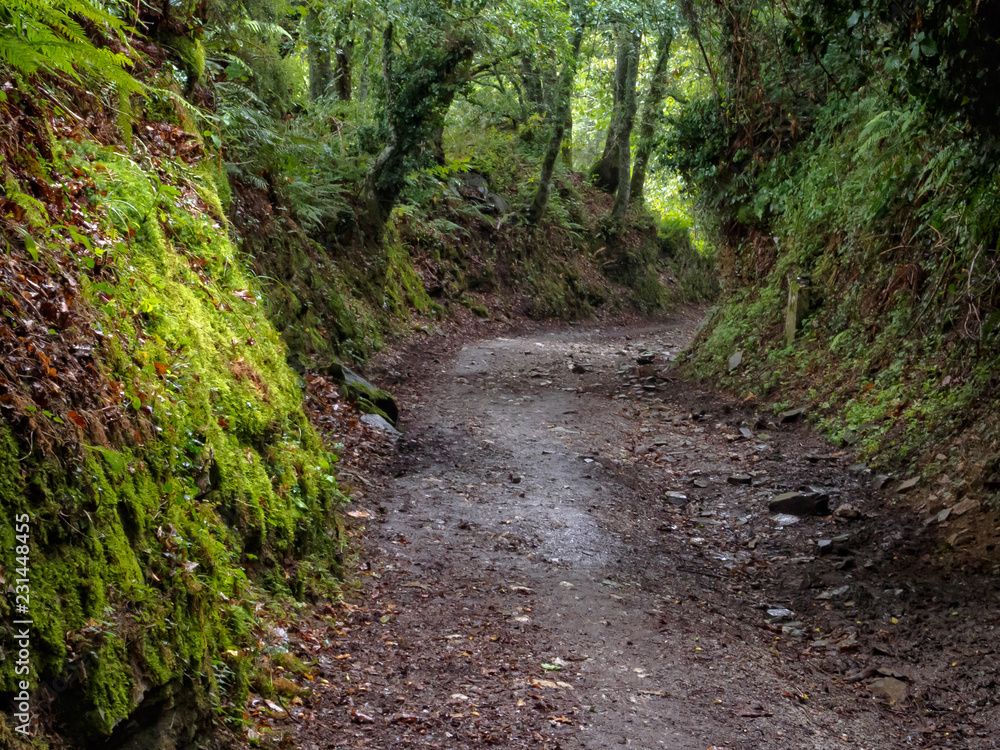 Fototapeta premium Lush green vegetation along a muddy Camino track in a rainy autumn afternoon - Fonfria, Galicia, Spain