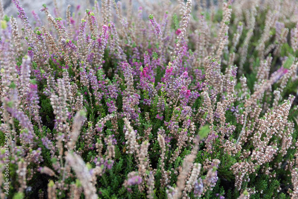 Purple tender blooming wild plant. Purple tender blooming wild plant.