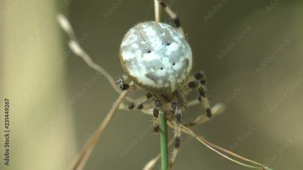 Insect spider, Araneidae, marbled orbweaver sits in leaves of dry speed grass in forest, outdoors, sitting on green background, macro, animal, meadow, field, garden Insect spider, Araneidae, marbled orbweaver sits in leaves of dry speed grass in forest, outdoors, sitting on green background, macro, animal, meadow, field, garden