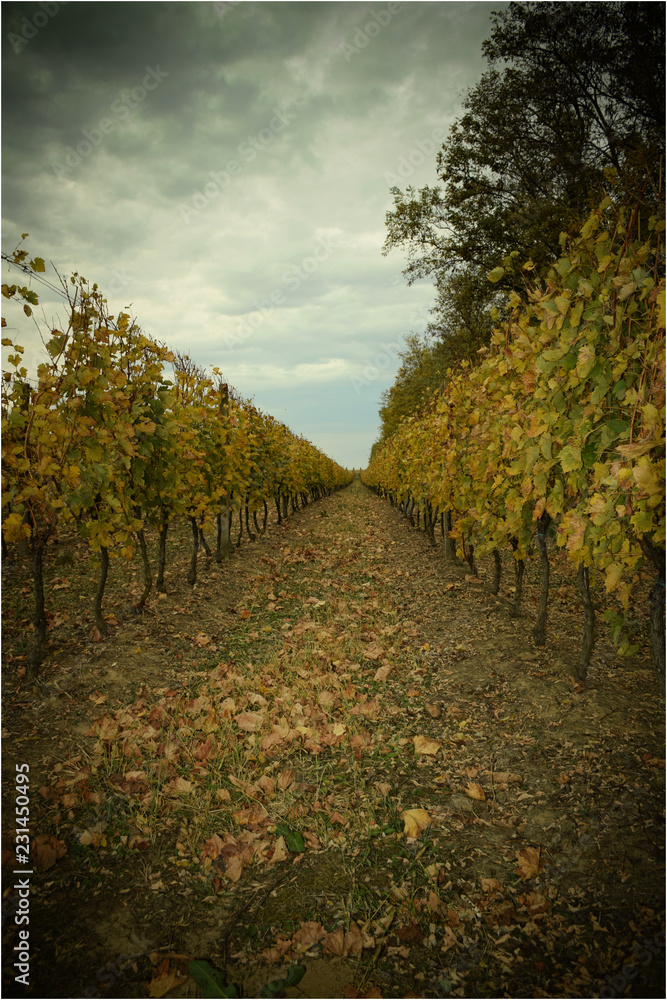 Naklejka premium vineyard in autumn