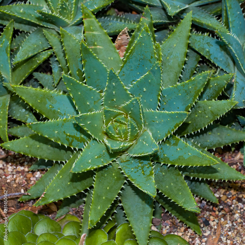 Thorned Cactus Plant