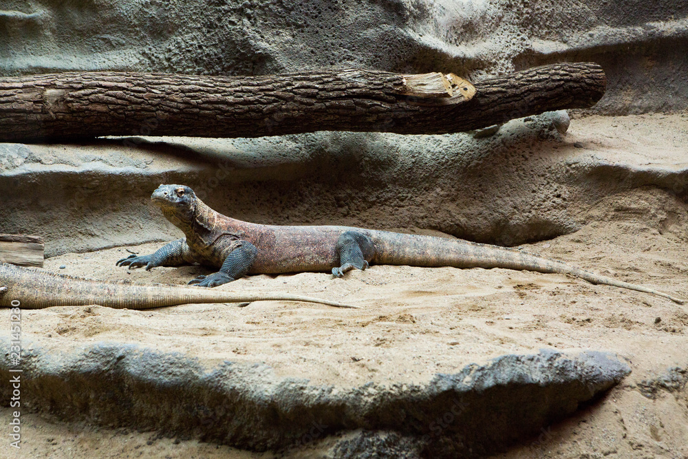 lizard on a rock lizard on a rock