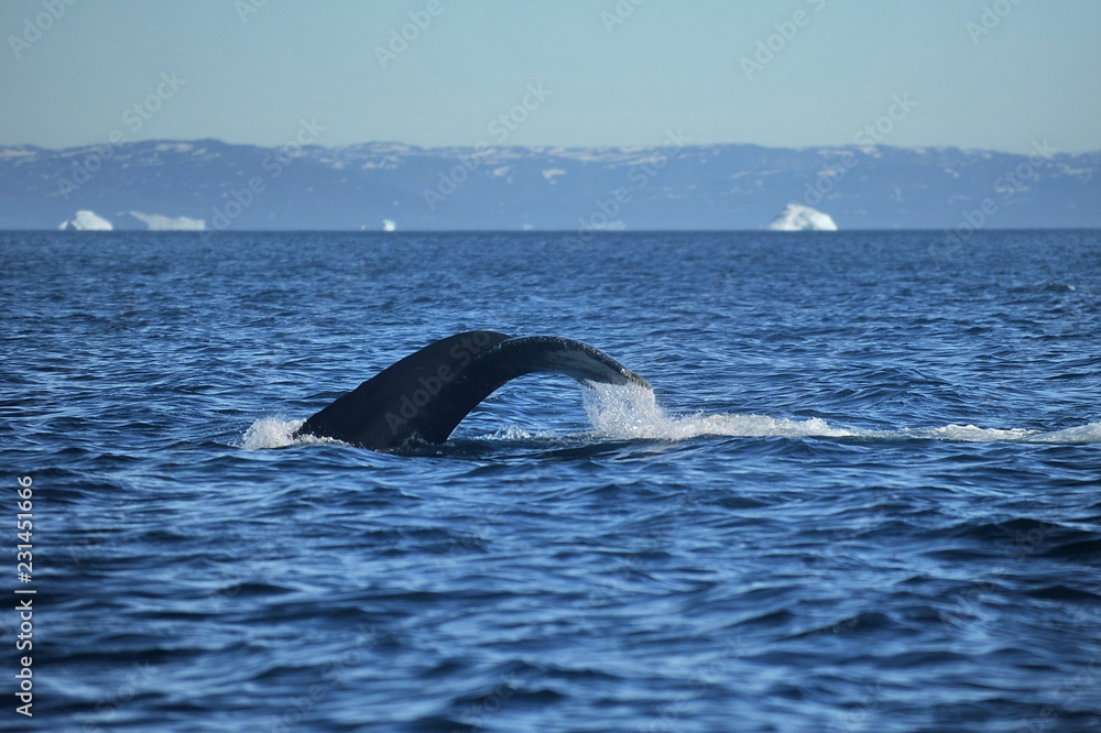 Fototapeta premium Greenland Sea Whale Watching.