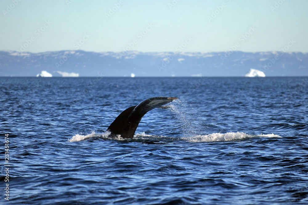 Fototapeta premium Greenland Sea Whale Watching.