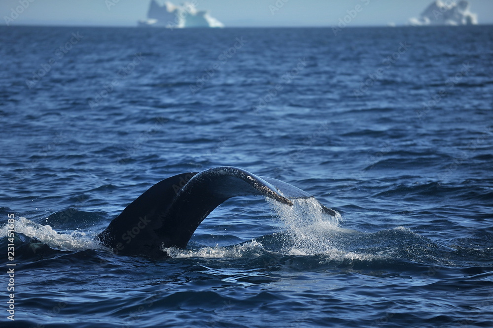 Fototapeta premium Greenland Sea Whale Watching.