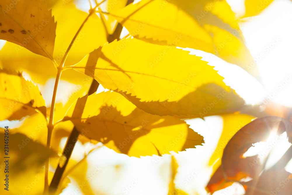 Autumn background with leaves Autumn background with leaves