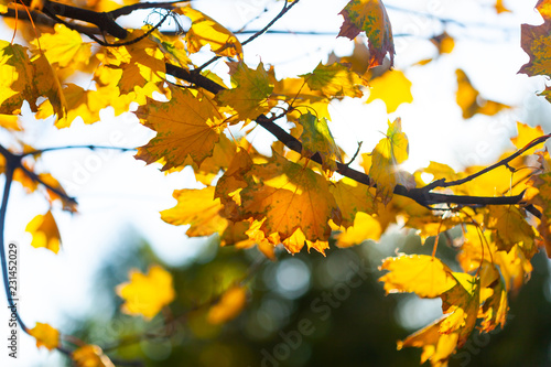 Autumn background with leaves