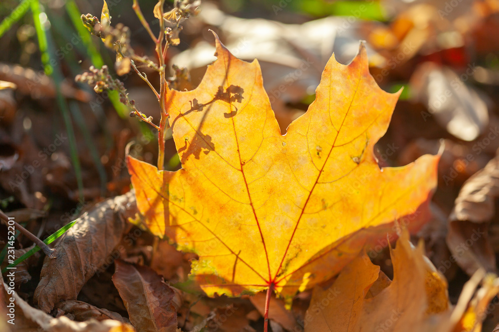 Autumn leaves background